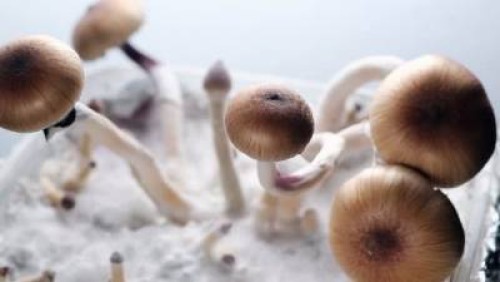 Planet-Of-Mushrooms